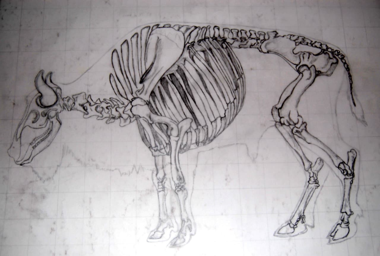 Detailed pencil anatomical drawing of a bison skeleton