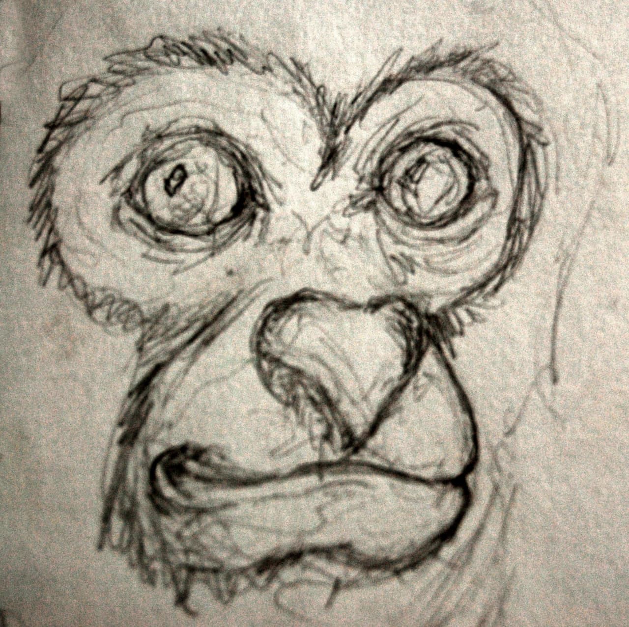 Close-up pencil sketch of a monkey's face