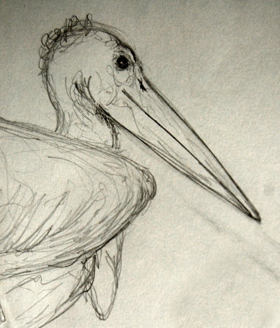 Pencil sketch of a pelican